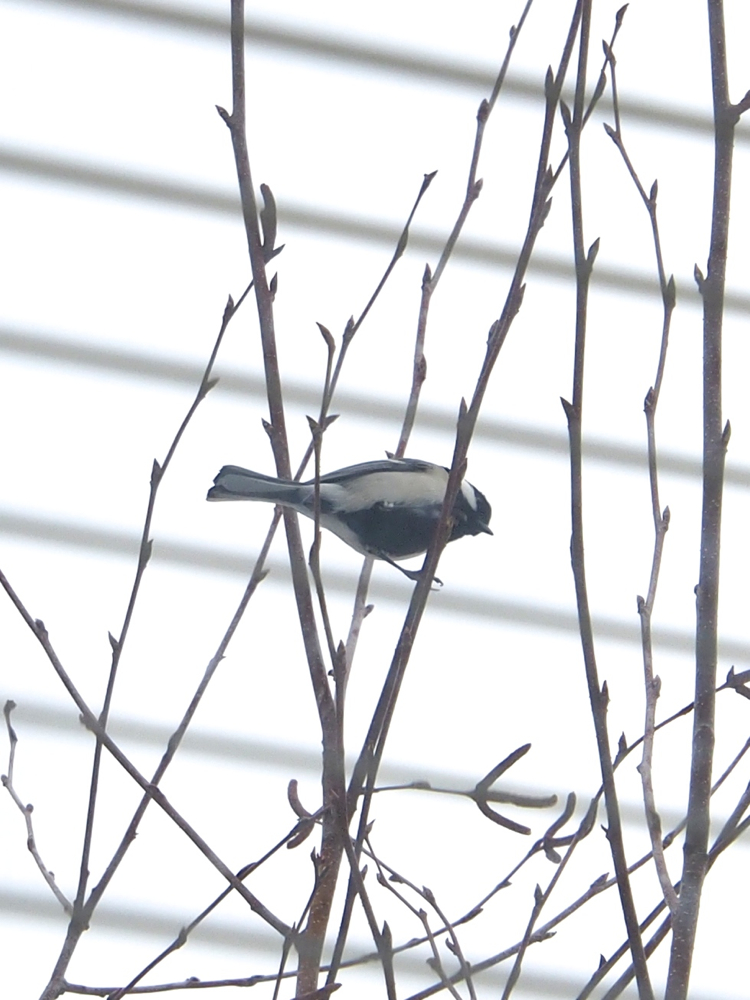 f:id:elmikamino:20140318133356j:image:h500