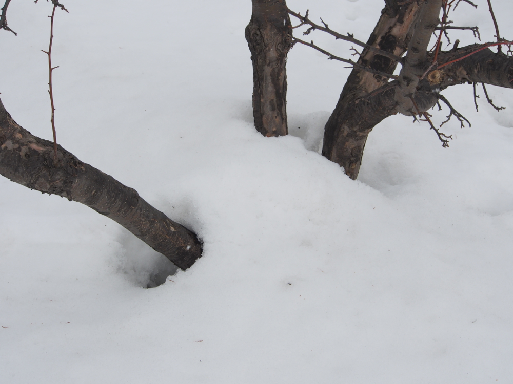 f:id:elmikamino:20140319110621j:image:w500