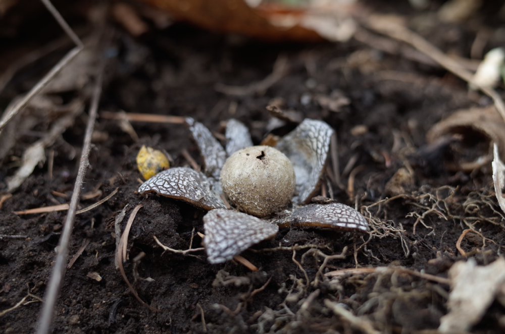 f:id:elmikamino:20140403115325j:image:w500