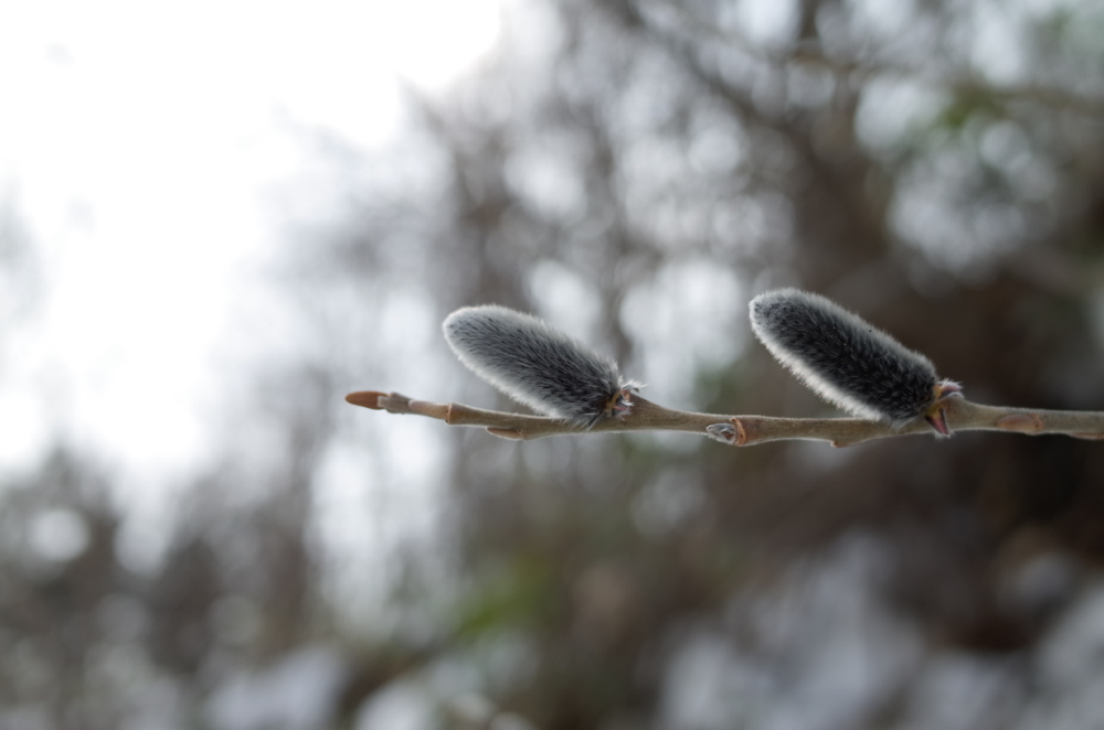 f:id:elmikamino:20140403115641j:image:w500