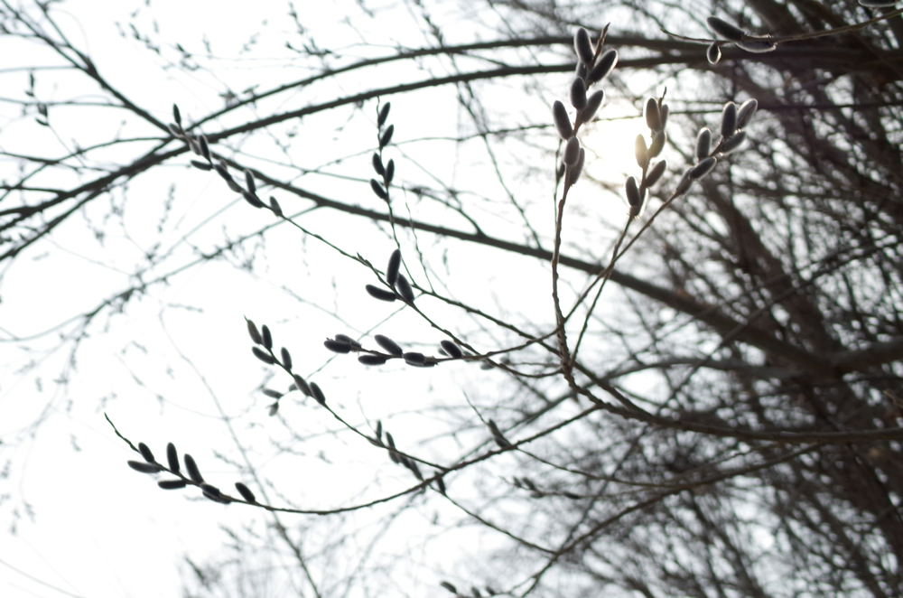 f:id:elmikamino:20140403115714j:image:w500