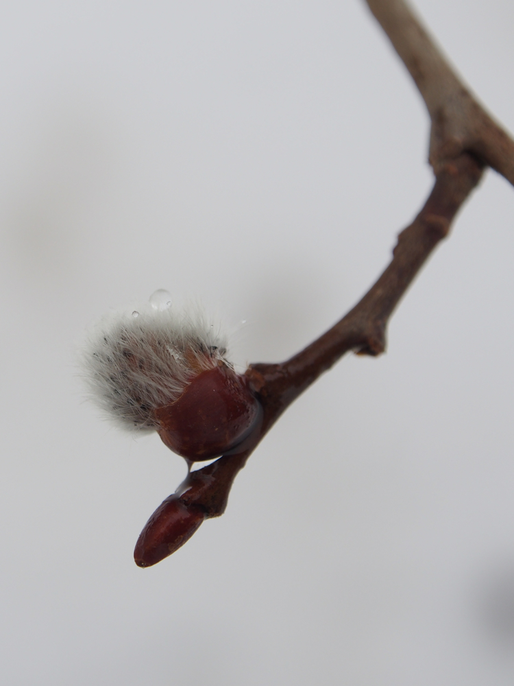 f:id:elmikamino:20140405144946j:image:h500