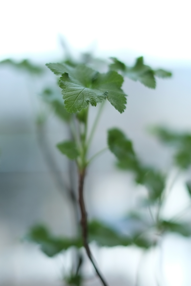 f:id:elmikamino:20140412095421j:image:h500