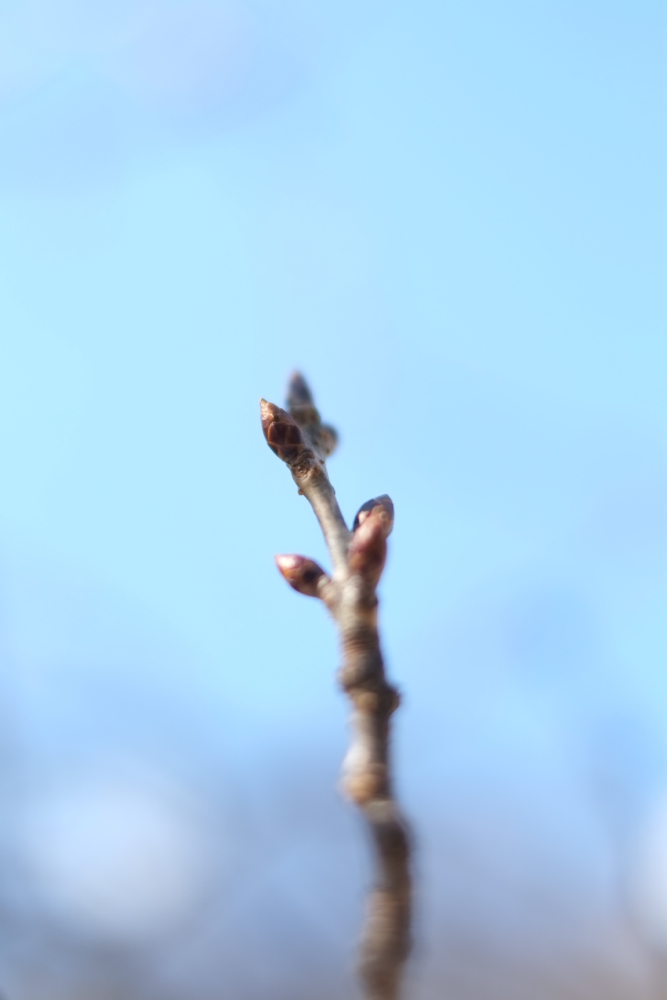 f:id:elmikamino:20140417085636j:image:h500