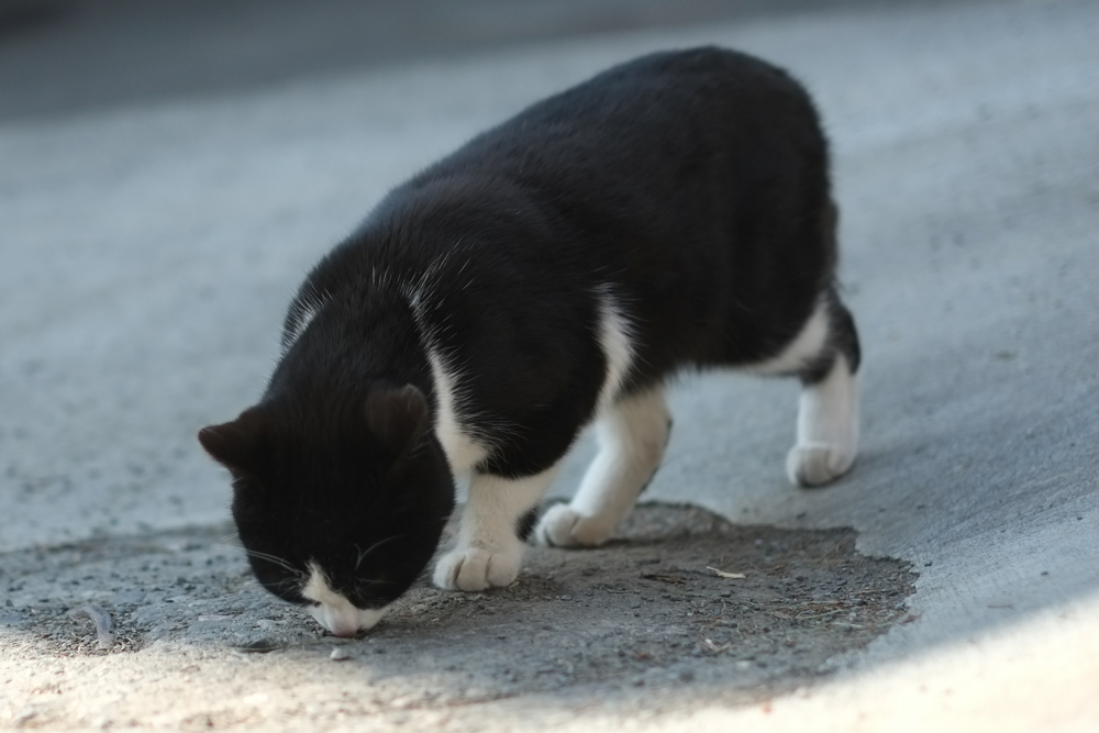 f:id:elmikamino:20140422085338j:image:w500