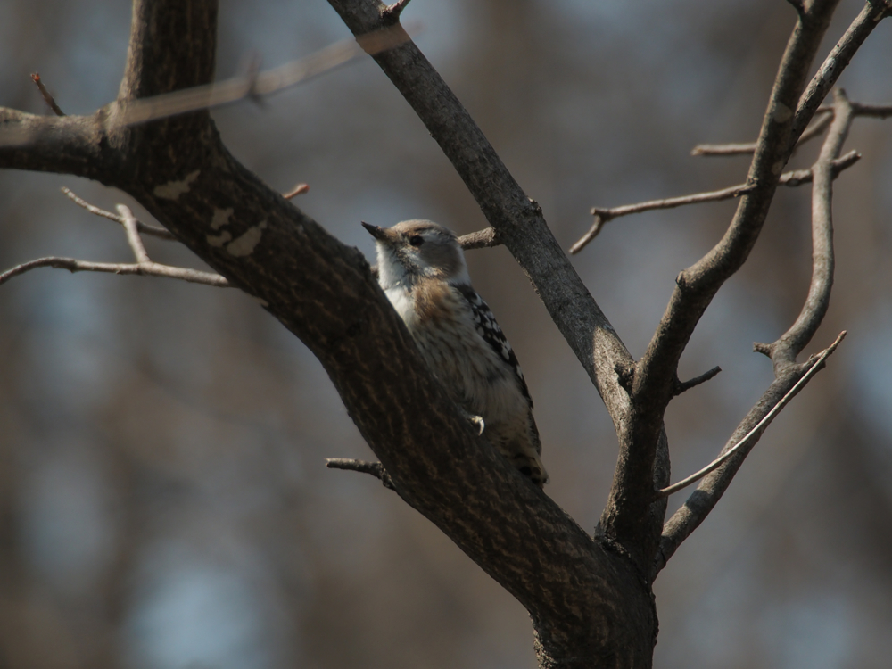 f:id:elmikamino:20140424102833j:image:w500