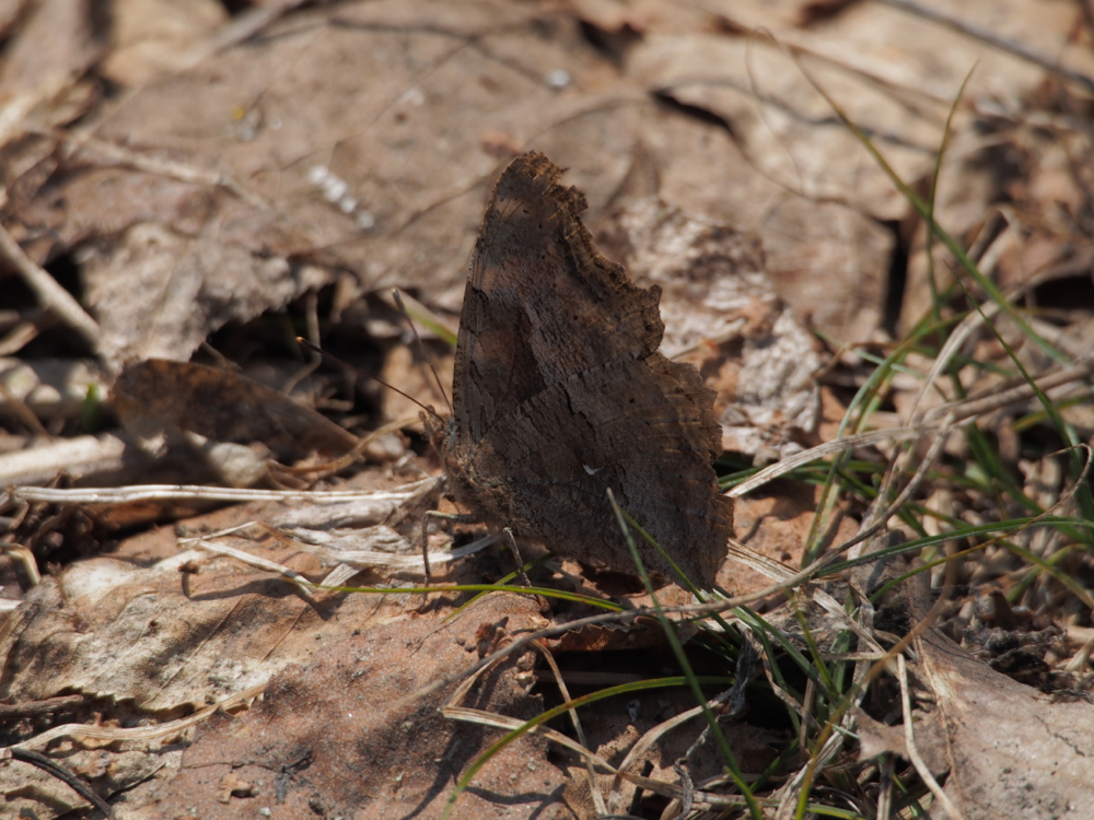 f:id:elmikamino:20140424110355j:image:w500