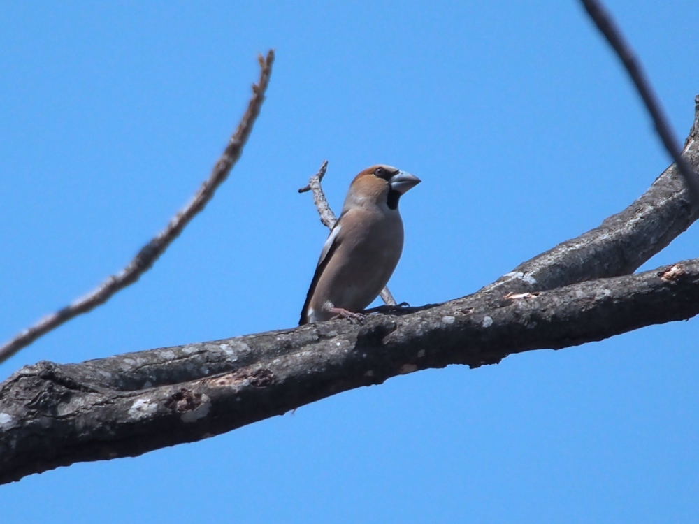 f:id:elmikamino:20140424111438j:image:w500