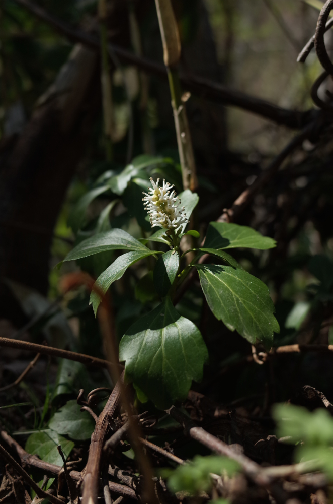 f:id:elmikamino:20140504135355j:image:h500