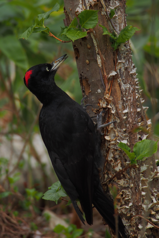 f:id:elmikamino:20140505102942j:image:h500