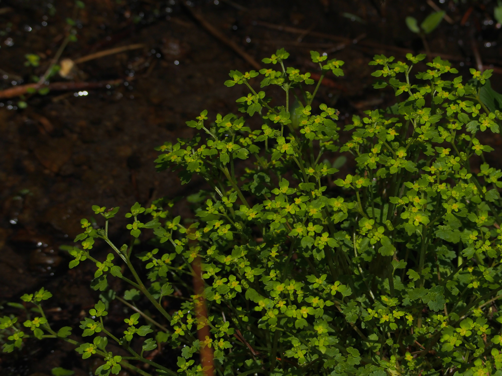 f:id:elmikamino:20140506094934j:image:w500