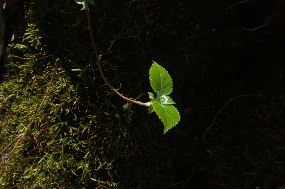 f:id:elmikamino:20140506100114j:image:w500