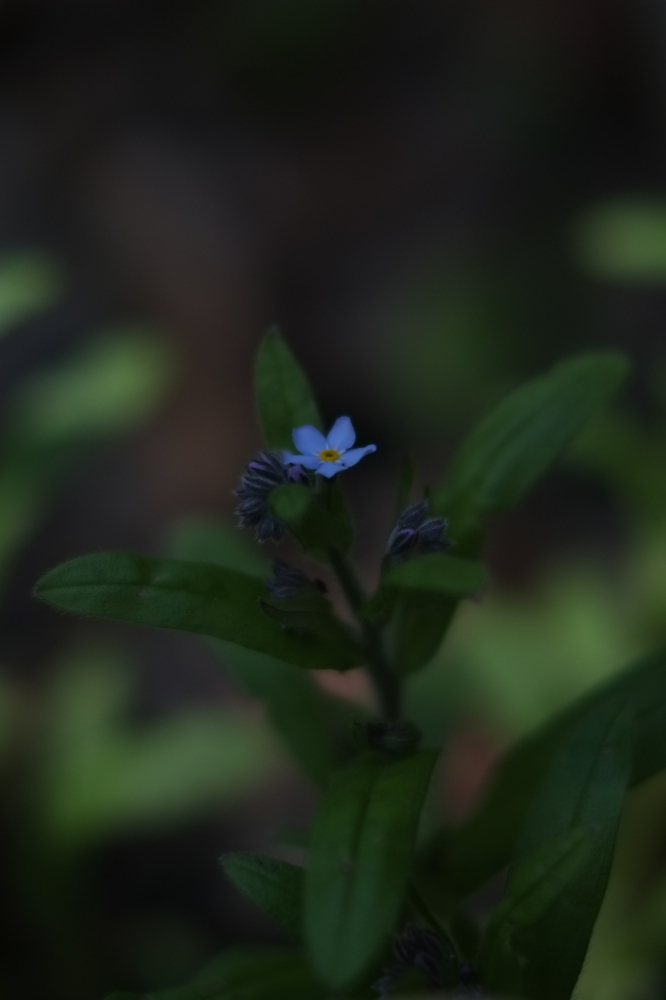 f:id:elmikamino:20140510135310j:image:h500
