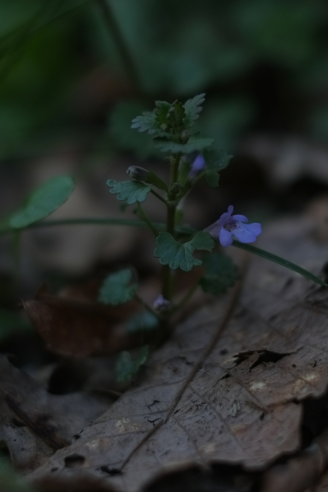 f:id:elmikamino:20140510135706j:image:h500