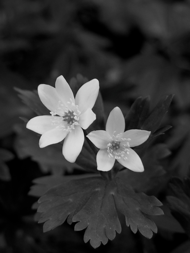 f:id:elmikamino:20140510155129j:image:h500