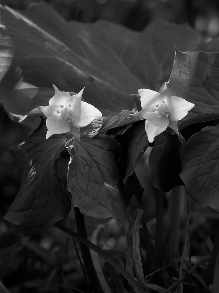 f:id:elmikamino:20140510163634j:image:h500