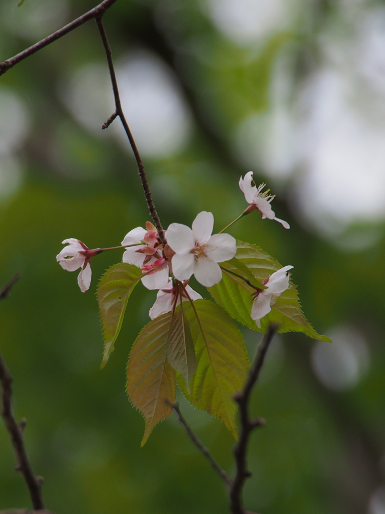 f:id:elmikamino:20140512124404j:image:h500