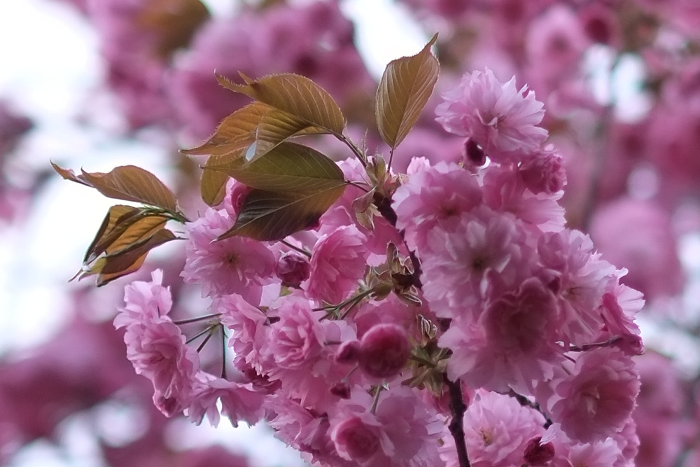 f:id:elmikamino:20140513184024j:image:w500