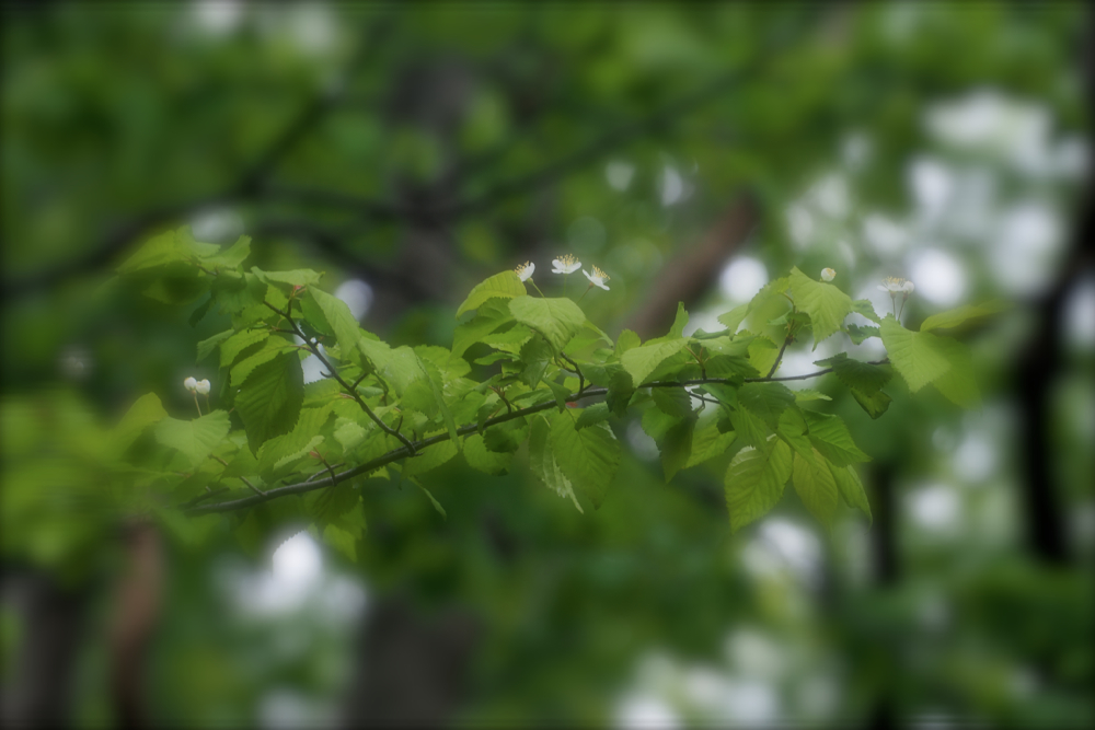 f:id:elmikamino:20140517083828j:image:w500
