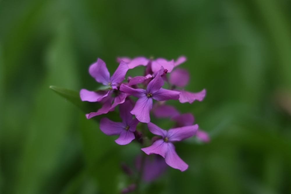 f:id:elmikamino:20140517102044j:image:w500
