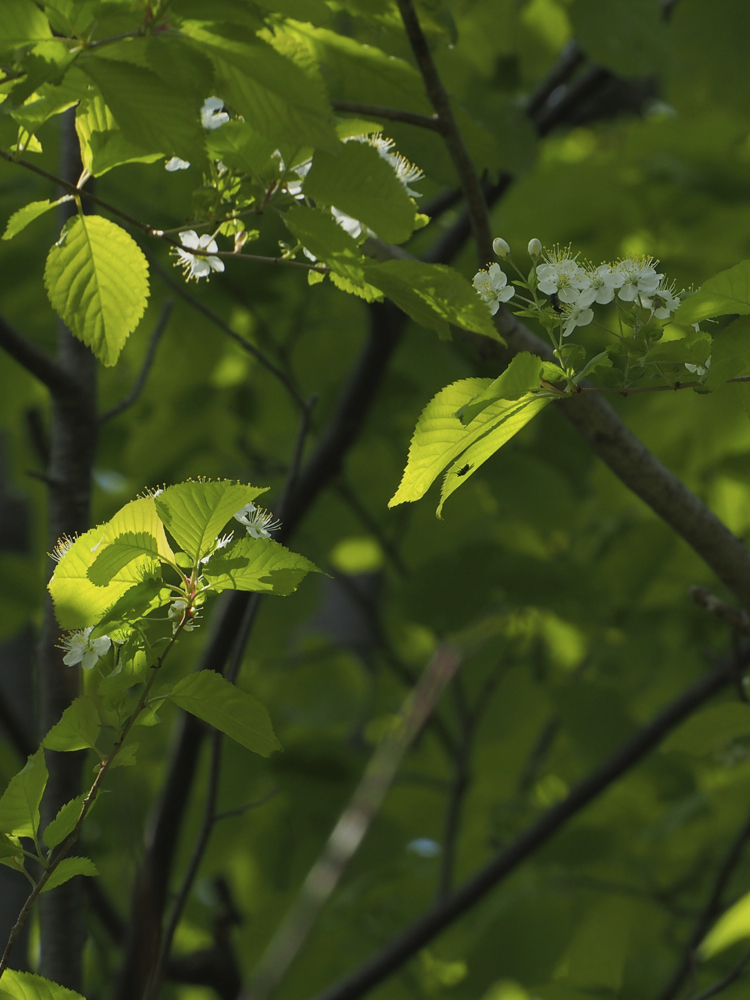 f:id:elmikamino:20140520090920j:image:h500