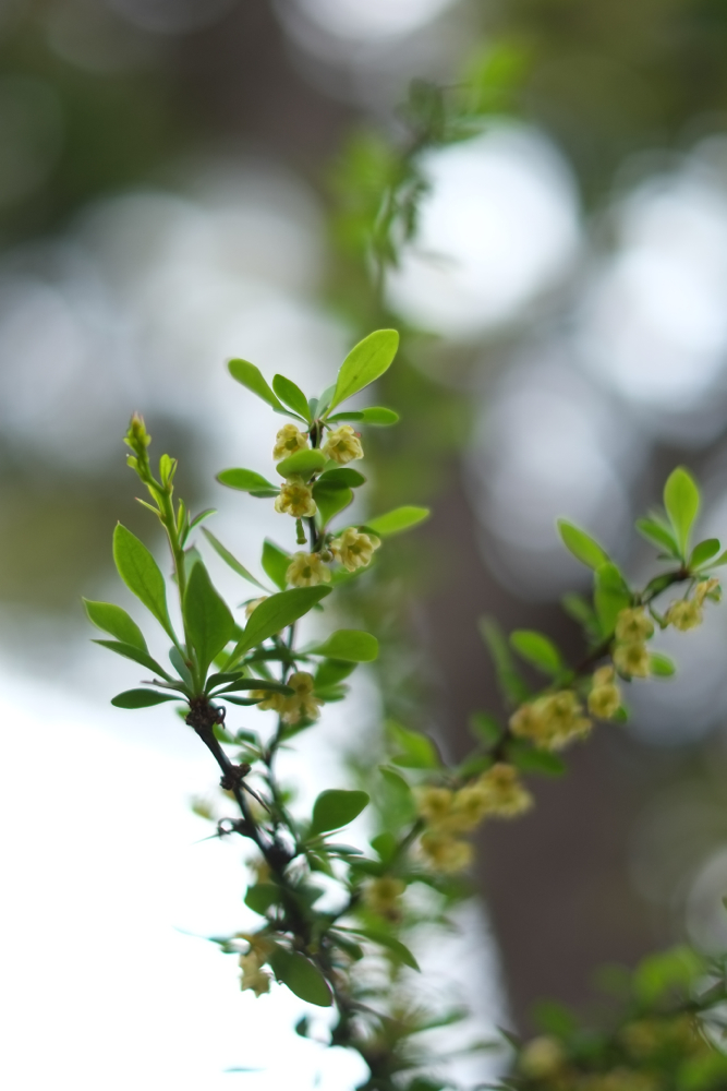 f:id:elmikamino:20140521133227j:image:h500