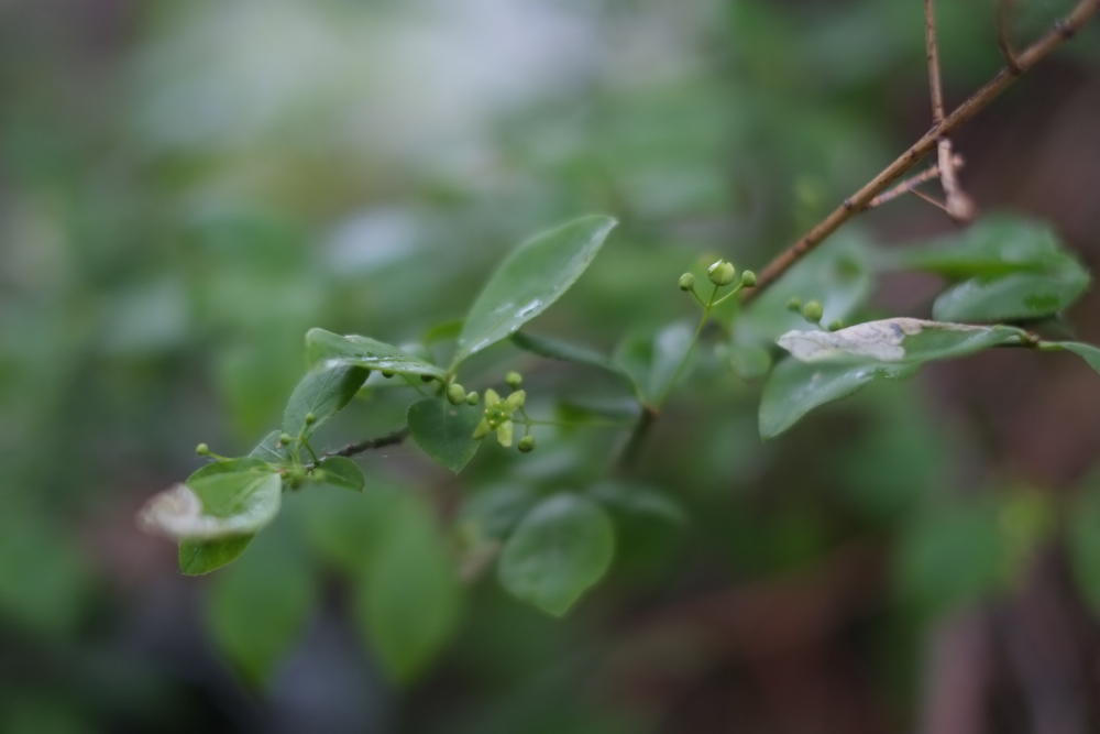 f:id:elmikamino:20140521133335j:image:w500