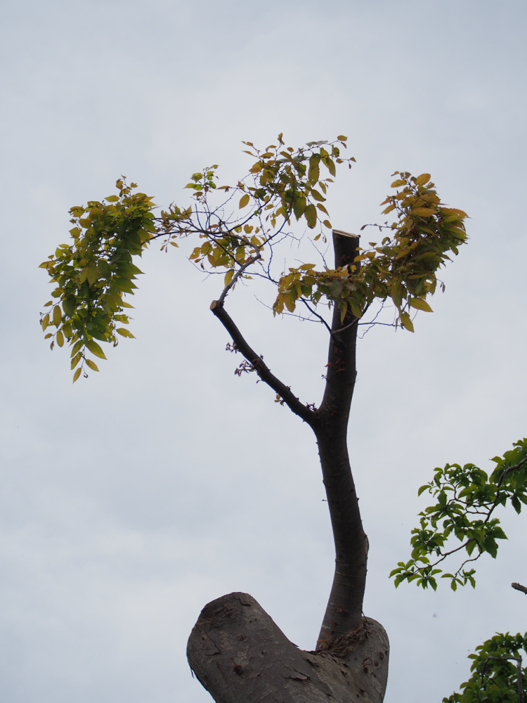 f:id:elmikamino:20140524112740j:image:h500