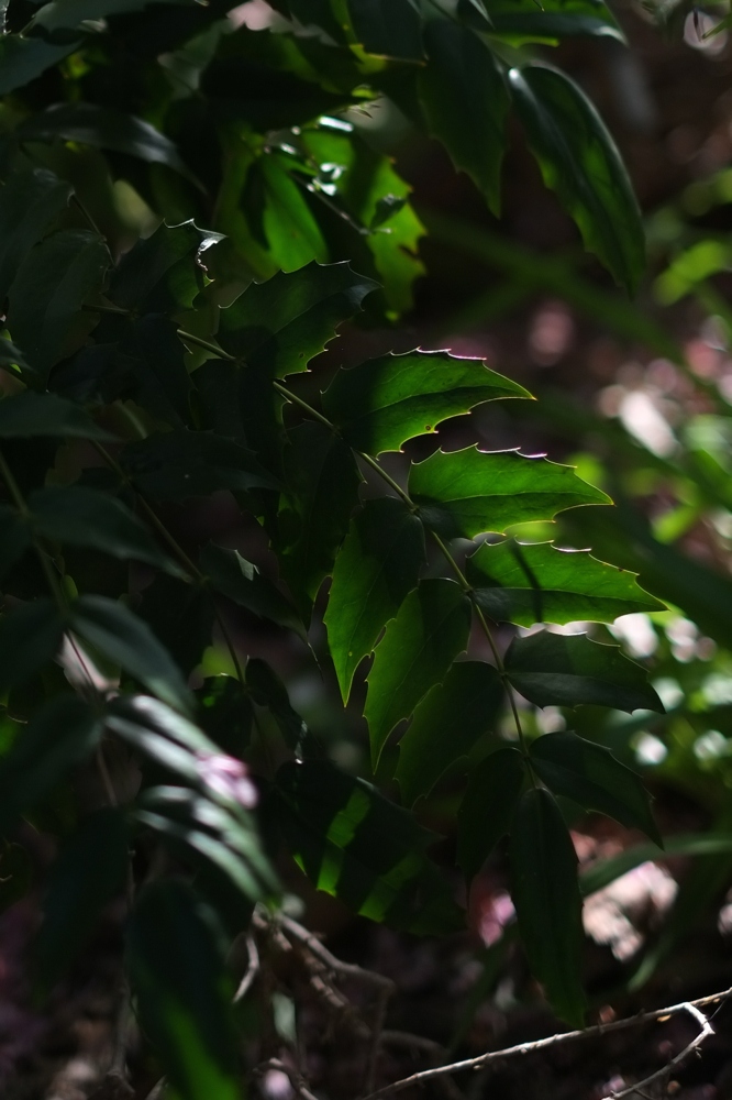 f:id:elmikamino:20140528143005j:image:h500