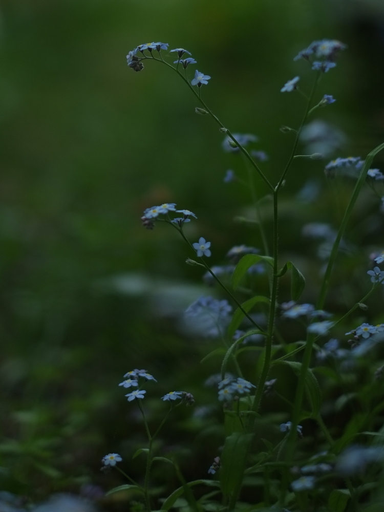 f:id:elmikamino:20140529082240j:image:h500