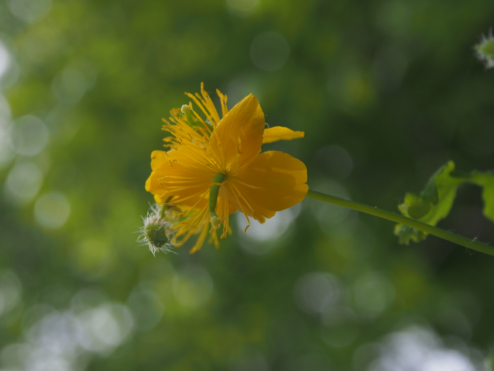 f:id:elmikamino:20140529092224j:image:w500