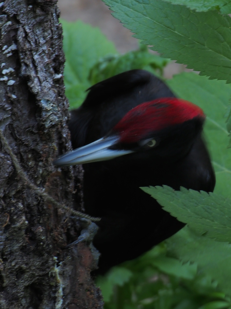 f:id:elmikamino:20140531144957j:image:h500
