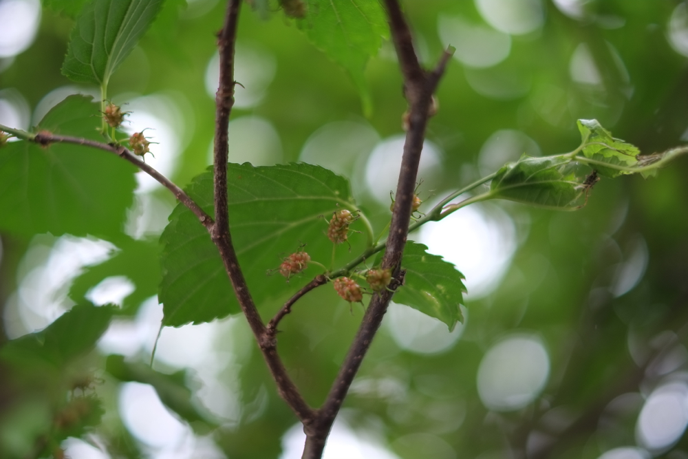 f:id:elmikamino:20140609103130j:image:w500