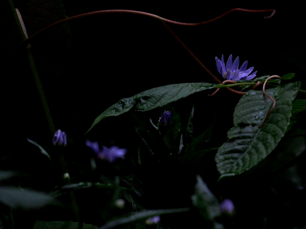 f:id:elmikamino:20140610183845j:image:w500