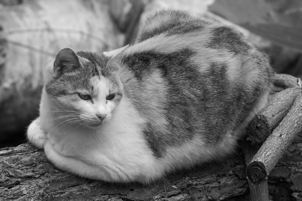 f:id:elmikamino:20140615105123j:image:w500