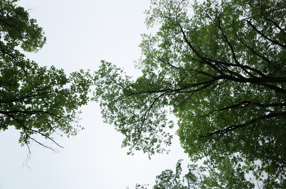 f:id:elmikamino:20140618081050j:image:w500