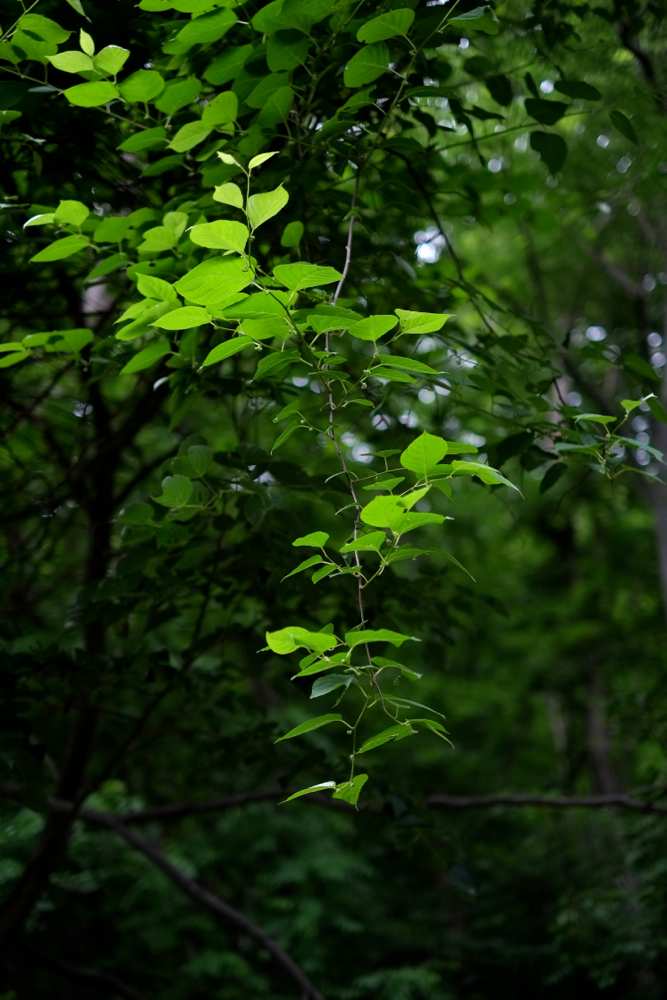 f:id:elmikamino:20140619103204j:image:h500