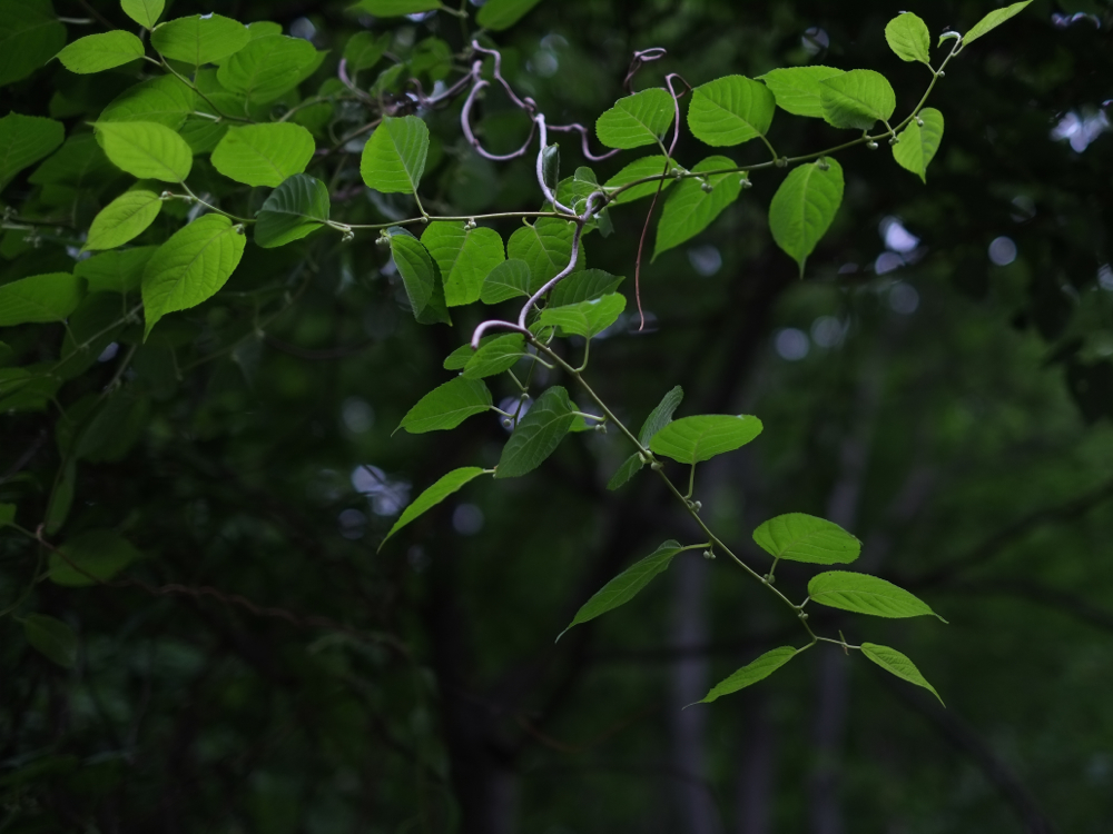 f:id:elmikamino:20140619103325j:image:w500