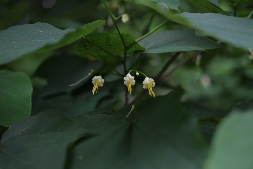 f:id:elmikamino:20140619103453j:image:w500