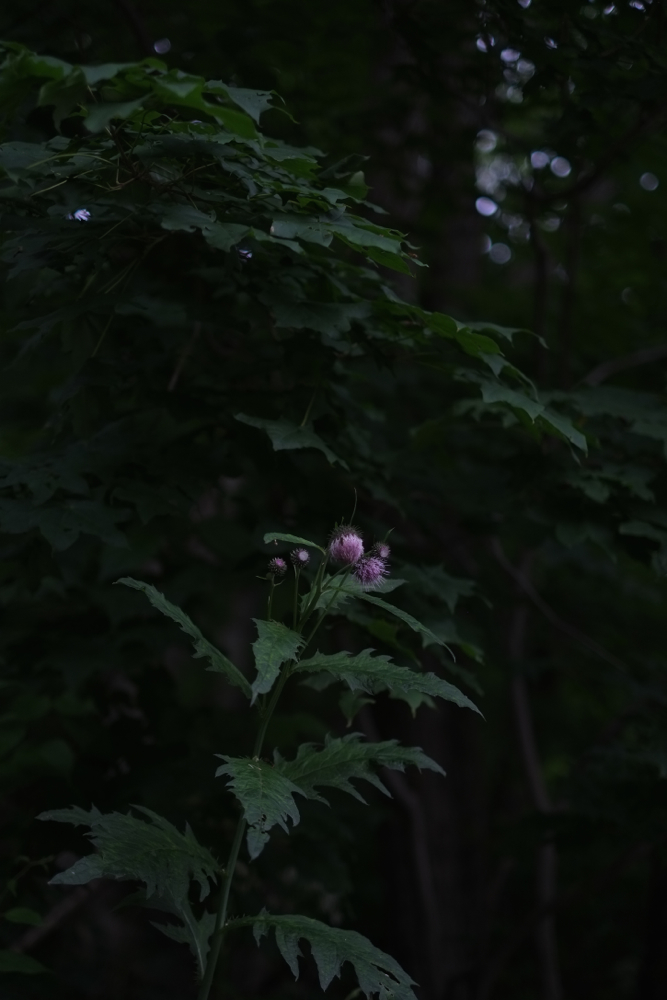 f:id:elmikamino:20140619103558j:image:h500