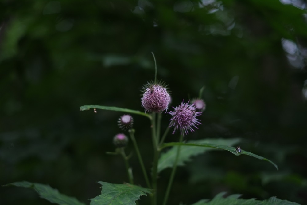 f:id:elmikamino:20140619103628j:image:w500