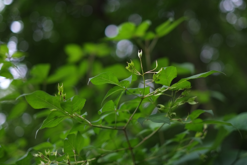 f:id:elmikamino:20140619103736j:image:w500