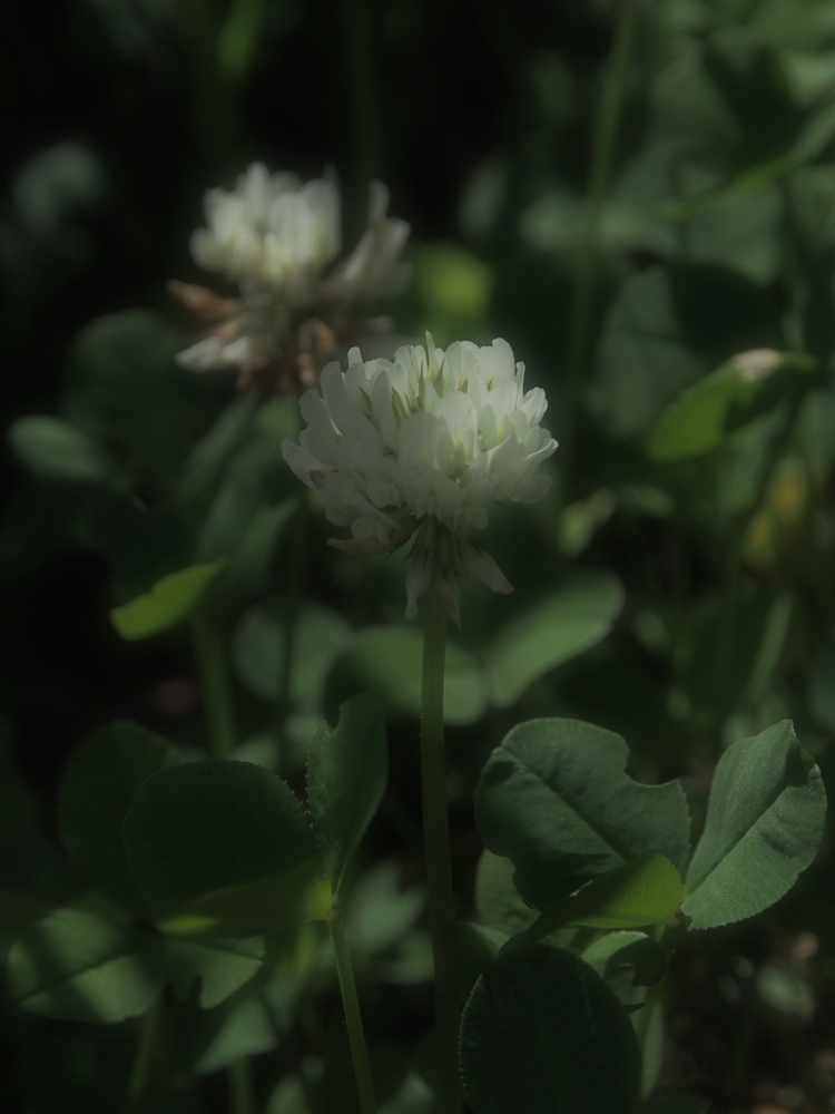 f:id:elmikamino:20140621114405j:image:h500