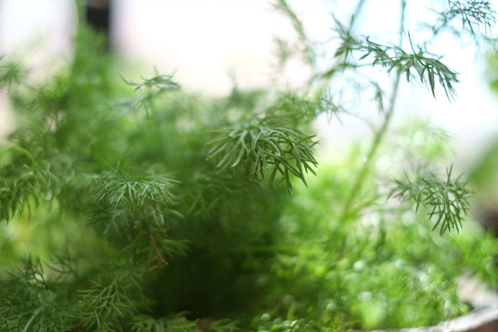 f:id:elmikamino:20140626090239j:image:w500