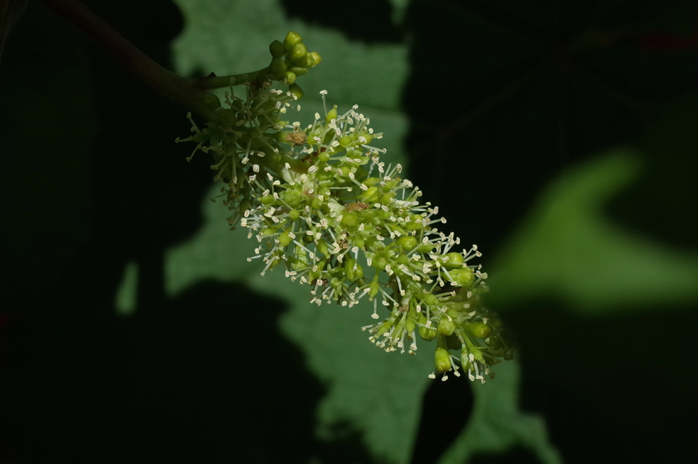 f:id:elmikamino:20140626095335j:image:w500