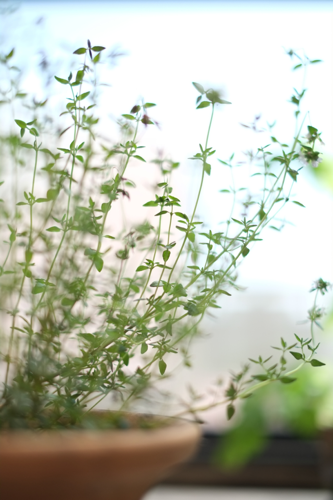 f:id:elmikamino:20140627091900j:image:h500