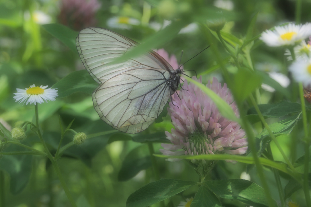 f:id:elmikamino:20140628093510j:image:w500