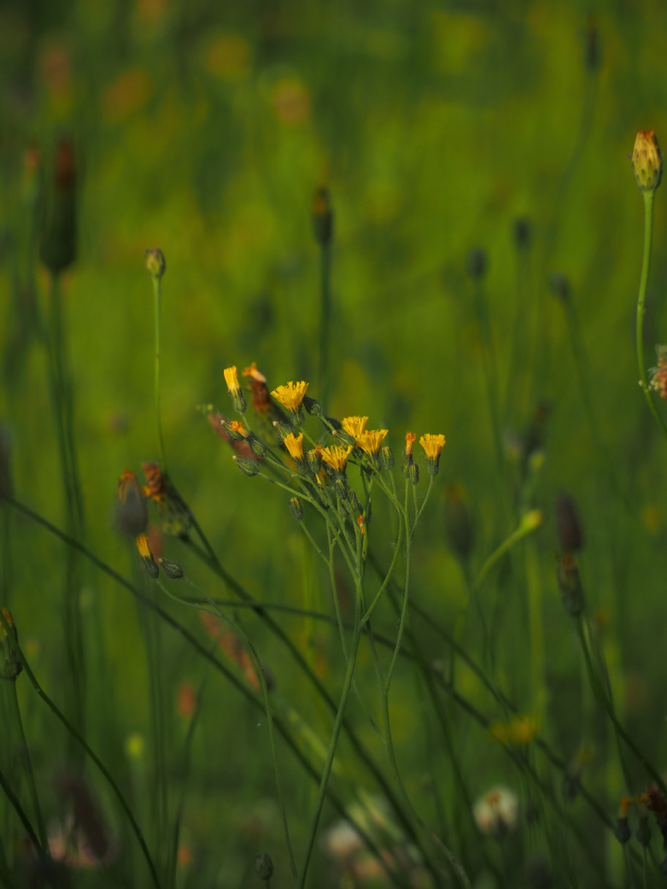 f:id:elmikamino:20140630172058j:image:h500