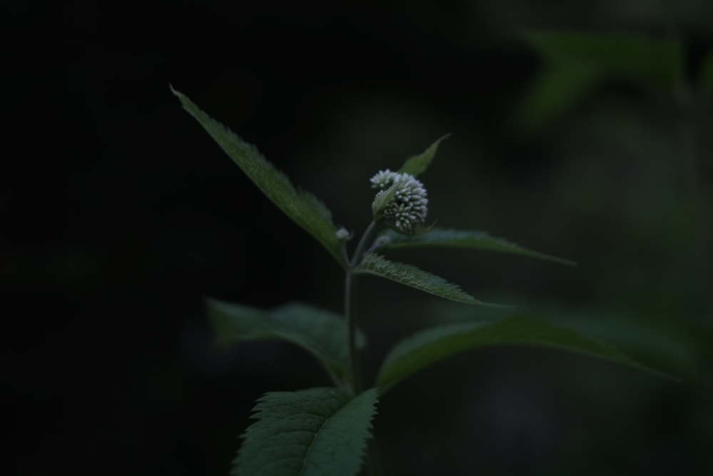 f:id:elmikamino:20140702180513j:image:w500