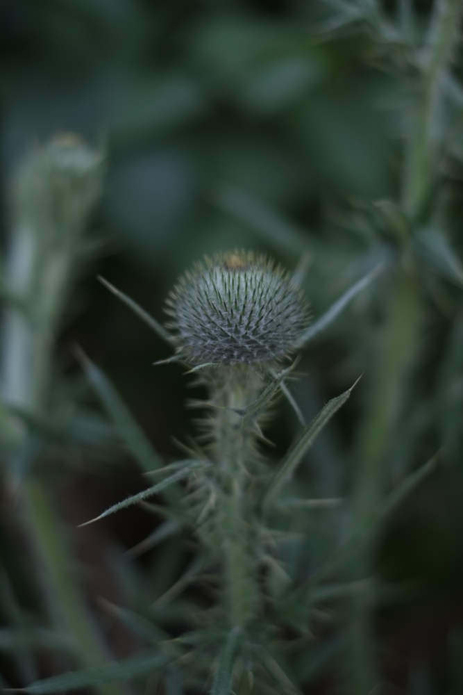 f:id:elmikamino:20140702180555j:image:h500